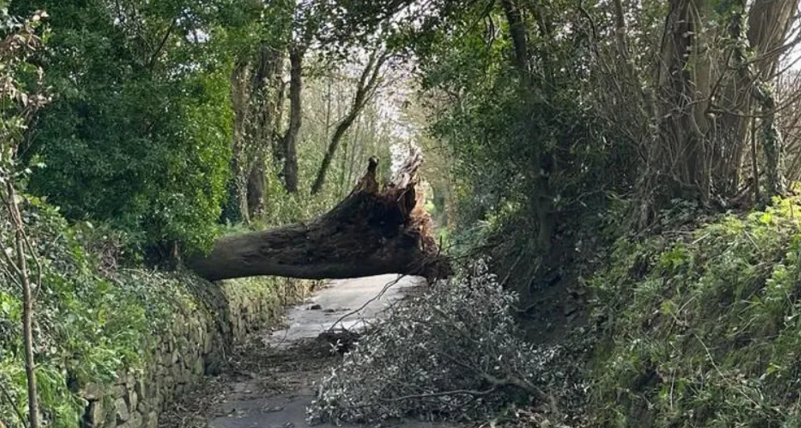 Panel proposed to plant trees after Storm Ciarán